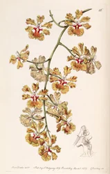 Tolumnia guttata (als syn. Oncidium luridum var. guttatum)